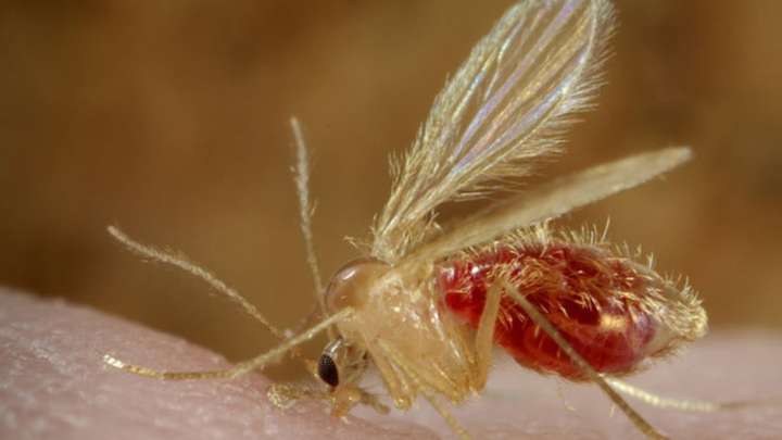 La Carlota activa medidas de prevención tras detectarse un caso de Leishmaniasis en el municipio