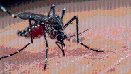 "They Simply Have A Taste For The Hedonists Among Us": Festival Mosquito Study Has Some Bad News