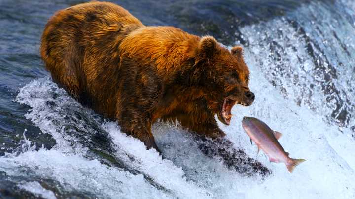 U.S. National Park Fans Lose It Over Fat Bear Week's "Thiccest" Competitors Yet