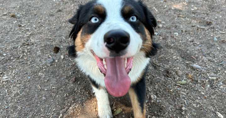 Think ahead: Building a wildfire evacuation kit for your household pets