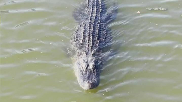 Large alligator spotted in Bayou St. John sparks conversation among locals