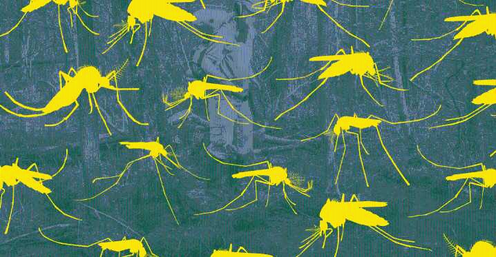 The great mosquito resurgence