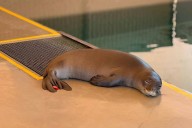 2 monk seal pups rescued this summer, with good prospects