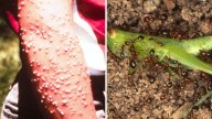 Invasive fire ant spreads to Central Queensland after mine outbreak