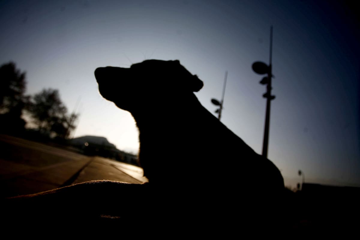 Tribunal condena a prisión a hombre que mató al perro de su expareja para dañar su salud mental