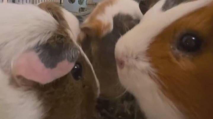 30 guinea pigs stolen from Arizona sanctuary