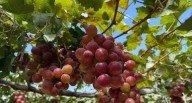 Agrifruits Holdings