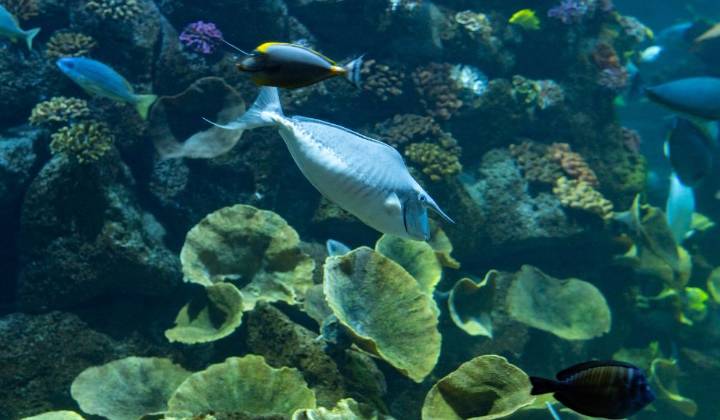 Advierten de la amenaza en aguas canarias de un animal potencialmente invasor: ya está en Tenerife