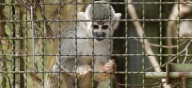 Lagunas legislativas de la UE alimentan delitos contra la fauna silvestre, según informe