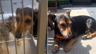 California Senior Pup's Health Had Him On The Euthanasia List, Until Unexpected Hope Arrived