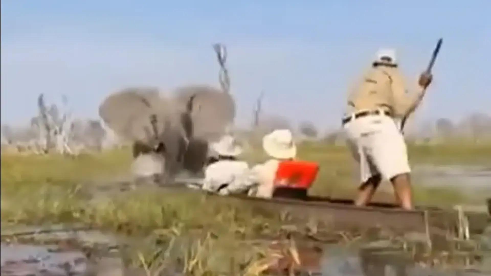 Terror en un safari: un elefante ataca a unos turistas en Botsuana después de que el guía los acercara demasiado a sus crías