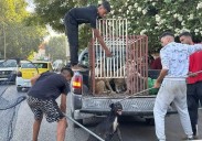 A tiros y con veneno contra los perros callejeros en Marruecos