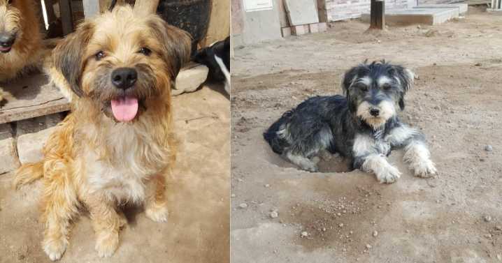Día Mundial del Perro Adoptado se celebra este 23 de septiembre: historias de rescate y feria en Lima por una noble causa