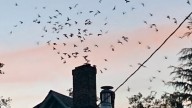 Birds of a feather vanish together? Roseburg birders seek answers