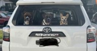Owner Charged After Dog Votes in Two Elections