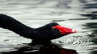 City of Canning’s Lens on Biodiversity: Competition invites 
photographers to take close look in backyards