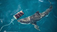Scientists find new bite-resistant wetsuits can reduce shark bite injuries