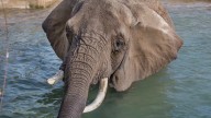 UW Madison performs necropsy on Milwaukee County Zoo elephant, hopes to advance research