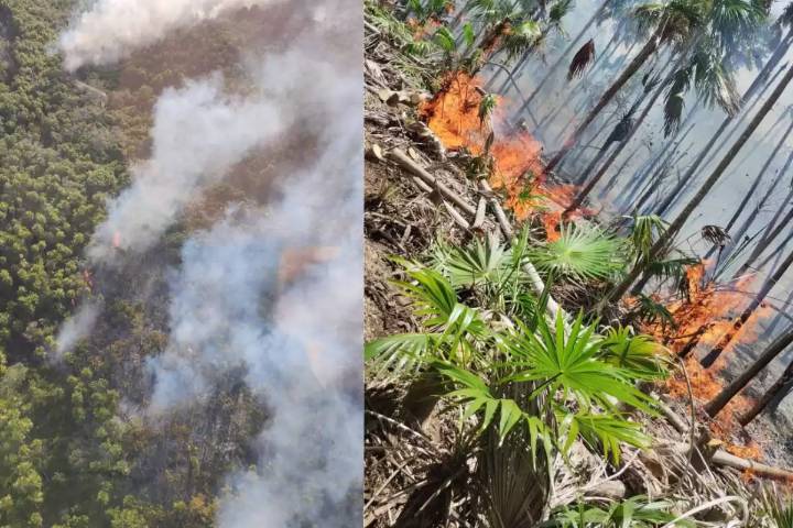 Conap investiga causa del incendio en Holbox; señalan posible acto intencional