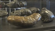 Poozeum showcases the world's largest collection of dino dung