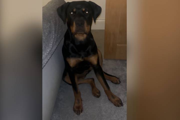 Dog Owner Awakes, Can't Believe What She Finds in Bed