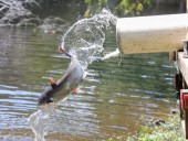 Osceola event marks catfish restocking season in Arkansas