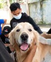 Mérida | Despliegan jornada veterinaria en Arapuey