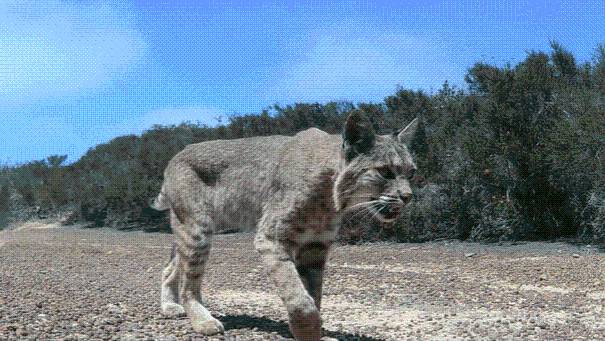 Rare sighting of bobcat during day caught on camera in Torrey Pines State Natural Reserve