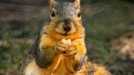 See photos: Squirrels devour Des Moines bumper crop of acorns