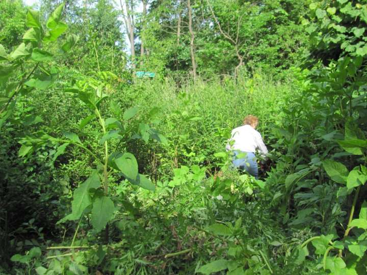 Royal Oak Nature Society benefits from Erb grant