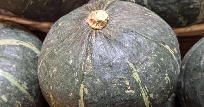 Winter squash grew last summer
