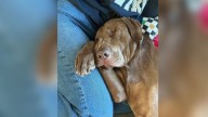 California Woman Still Grieving Her Dog Takes In A Foster And Finds Unexpected Healing