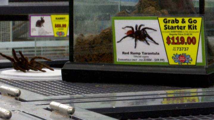 Tarantulas stolen from Mobile pet store mysteriously returned the next day