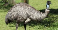 Queensland news: Cannonvale man shares his unusual emu-related plans for $2 million lotto win