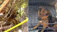 Missouri Mama Dog Frozen In Fear Finally Lets Rescuers Help Her And Her Puppies