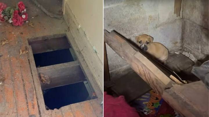 Missouri Rescuer Falls Through Rotting Stairs To Save Starving Mom Dog And Her Puppies
