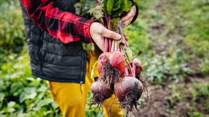 Stop Making These Beet Growing Mistakes For A Better Garden Harvest
