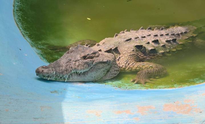 Atienden reporte de cocodrilo en Punta Zicatela