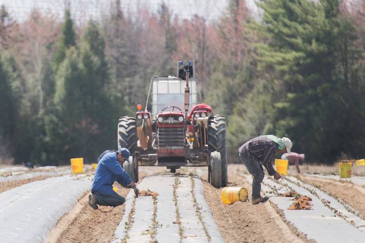 Canada’s Temporary Foreign Worker Program needs deep reform