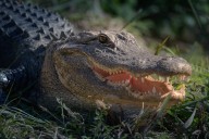 Pa. man’s emotional support alligator  gets banned from Walmart