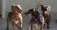 Pawsitive Impact: Maclean-Cameron Animal Adoption Center