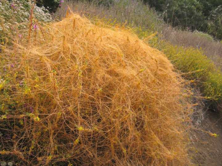 What is that orange stringy stuff all over the place right now?
