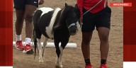 Wind topples tree, kills mini horse at Las Vegas nonprofit