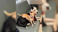 Massachusetts Rescue Dogs Cling To Each Other Until The Perfect Family Finds Them