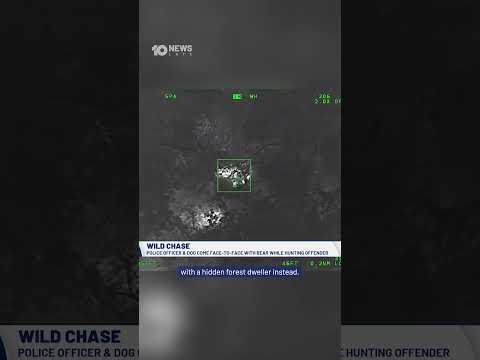 Police Officer And K-9 Dog Encounter Bear During Manhunt In Florida