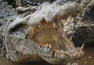 Gatorland ambassador travels from Cuba to Australia for conservation work