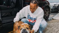 Hamilton emociona a sus seguidores hablando de los problemas de su perro Roscoe: "Estoy a su lado"