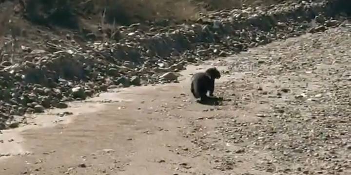 Video: avistaron a dos ejemplares de yaguarundí en una zona rural de Mendoza después de cuatro años