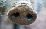 ‘Snouts’ rescue group pulled in to try to capture potbelly pigs roaming central Pa.