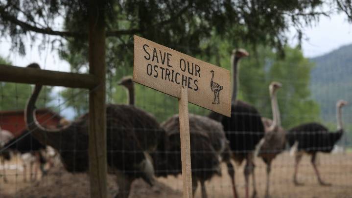 B.C. ostrich farm seeks new stay of cull order and says CFIA mobilizing ‘imminently’